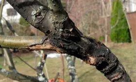 Яблоневый рак яблони Красное раннее22