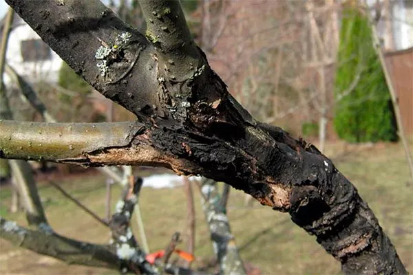 Яблоневый рак яблони Красное раннее22