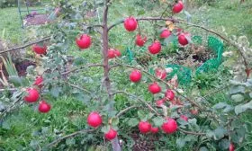 яблонька яблок Веньяминовское12