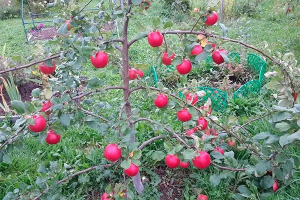 яблонька яблок Веньяминовское12