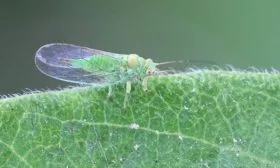 Яблонная медяница яблони Сирена15