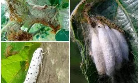 Яблонная моль яблони Красное раннее23