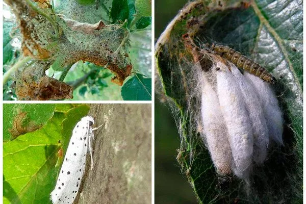 Яблонная моль яблони Красное раннее23