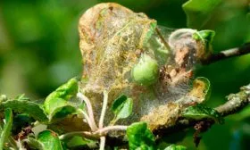 Яблонная моль яблони Марат Бусурин15