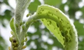 Яблонная тля яблони Сирена16