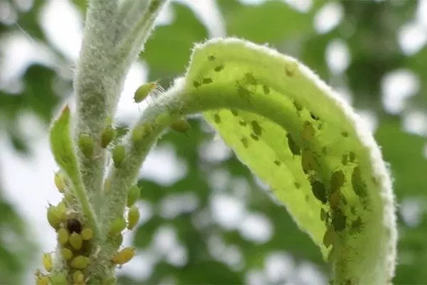 Яблонная тля яблони Сирена16