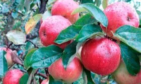 яблоня Антей яблони Антей12