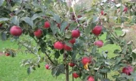 яблоня Белорусское сладкое