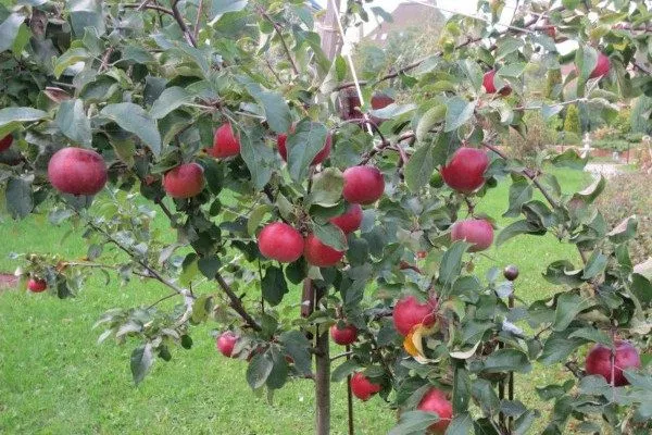 яблоня Белорусское сладкое