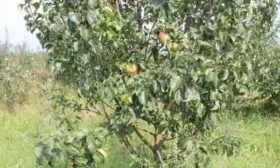 яблоня Брянское