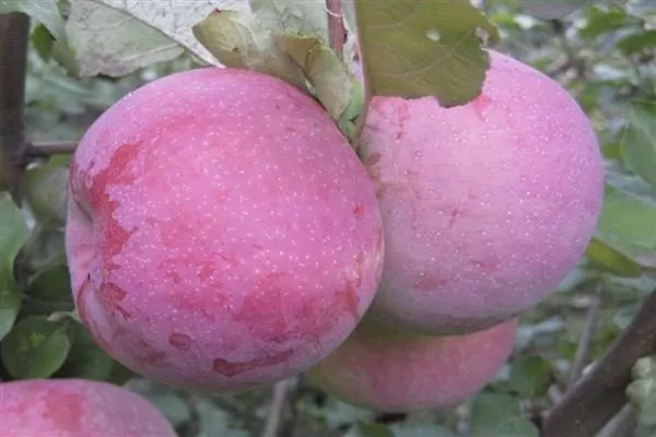 яблоня Брянское алое