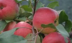 яблоня Былина