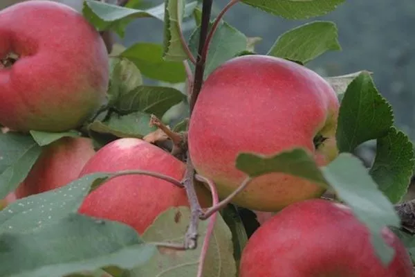 яблоня Былина