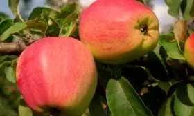 Яблоня Кандиль орловский