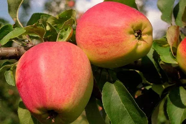 Яблоня Кандиль орловский