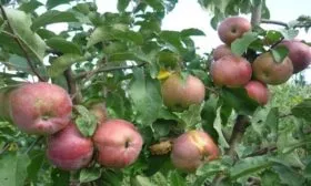 яблоня Морозовское