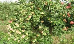 яблоня Славянин