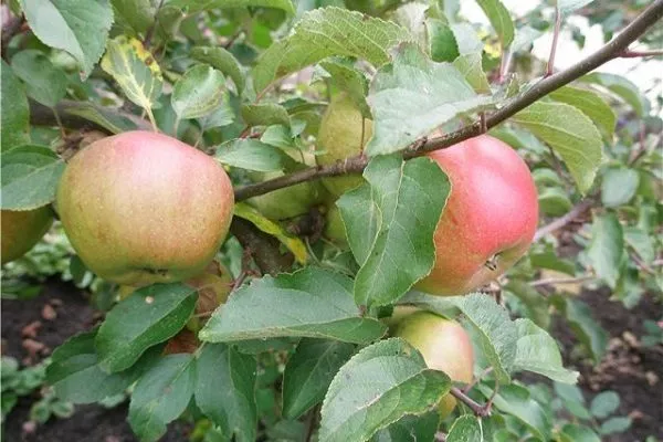 яблоня Вербное