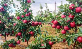 яблоня яблони Байя Мариса17