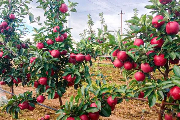 яблоня яблони Байя Мариса17