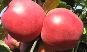 яблоня Заславское