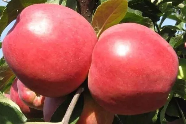 яблоня Заславское