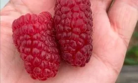 ягода малины Малиновая гряда19