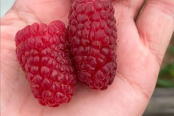 ягода малины Малиновая гряда19