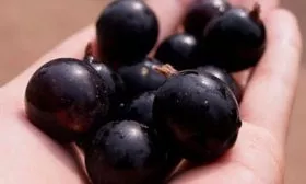 ягоды 1 смородины Сибирская12