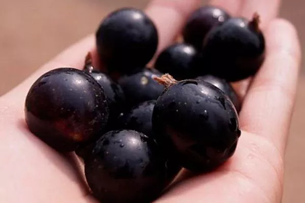 ягоды 1 смородины Сибирская12