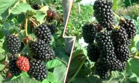 ягоды ежевики сорта Вождь Джозеф12