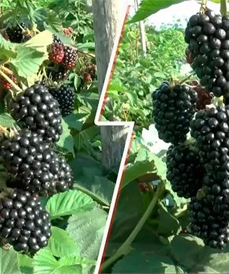 ягоды ежевики сорта Вождь Джозеф12