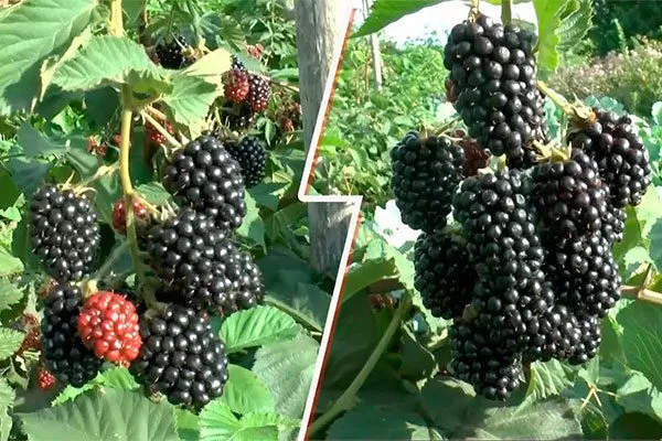 ягоды ежевики сорта Вождь Джозеф12