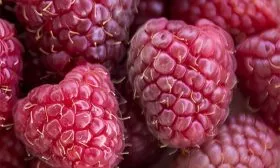 ягоды малины Кримсон найт19