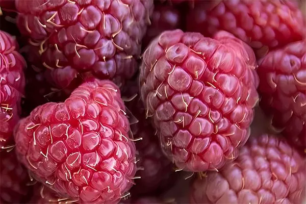 ягоды малины Кримсон найт19