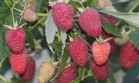 ягоды малины Малиновая гряда21