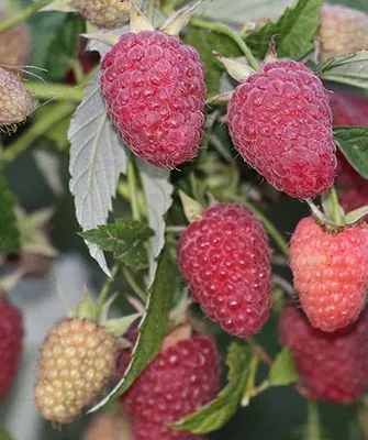 ягоды малины Малиновая гряда21