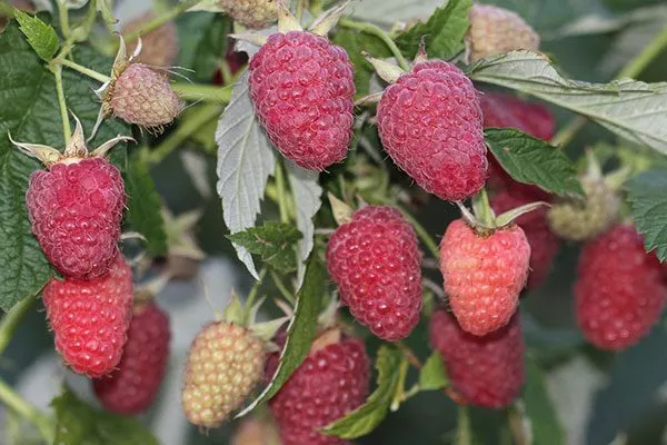 ягоды малины Малиновая гряда21