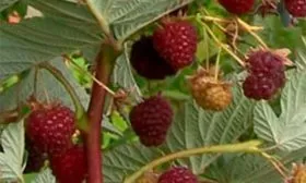 ягоды на ветке малины Кримсон найт18