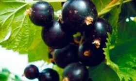 ягоды на ветке смородины Деликате18