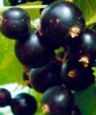 ягоды на ветке смородины Деликате18