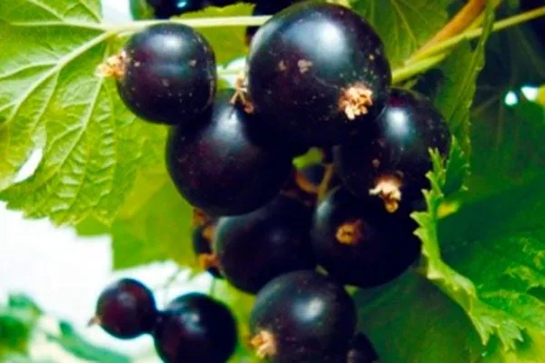 ягоды на ветке смородины Деликате18