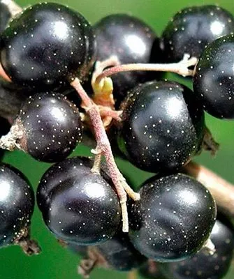 ягоды смородиныОриана13