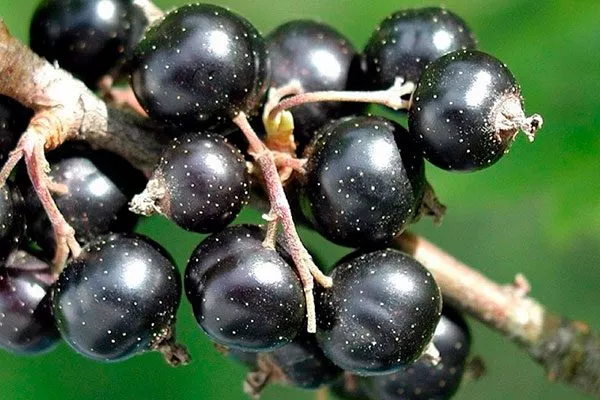 ягоды смородиныОриана13