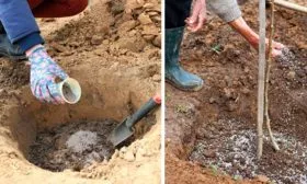 Яма, подготовка почвы, посадка яблони Вишнёвое24