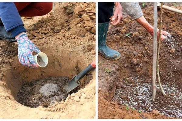 Яма, подготовка почвы, посадка яблони Вишнёвое24