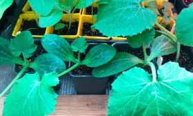 ысеивайте семена тыквы Большой Макс9