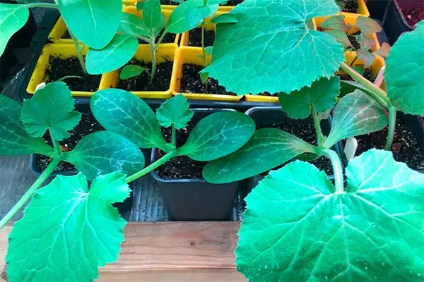 ысеивайте семена тыквы Большой Макс9