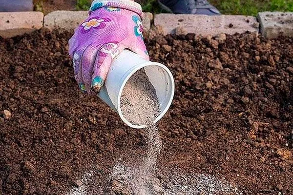 За неделю до посадки важно хорошо удобрить почву яблони Строевское7