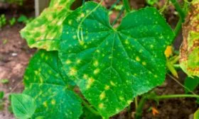 Заболевания и вредители огурцов Диригент4